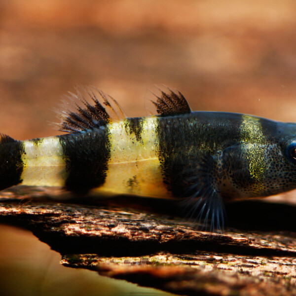Brachygobius Doriae
