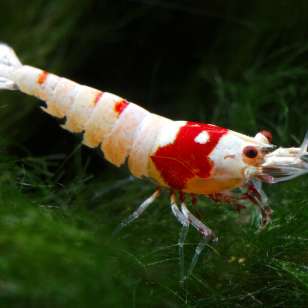 Caridina cf. cantonensis