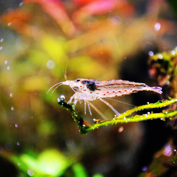 Caridina multidentata