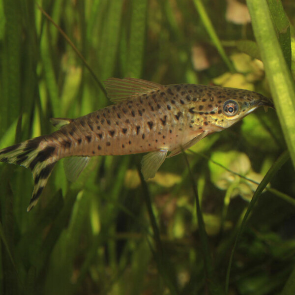 Dianema urostriata