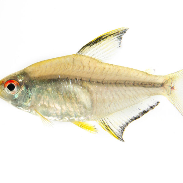 Hyphessobr. pulchripinnis