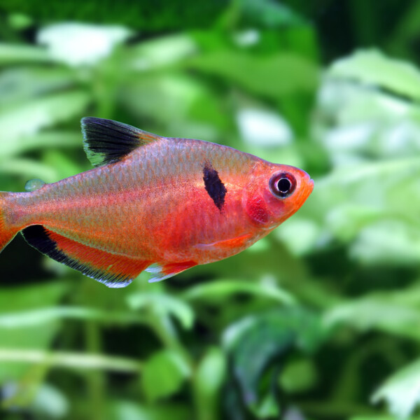 Hyphessobrycon-eques