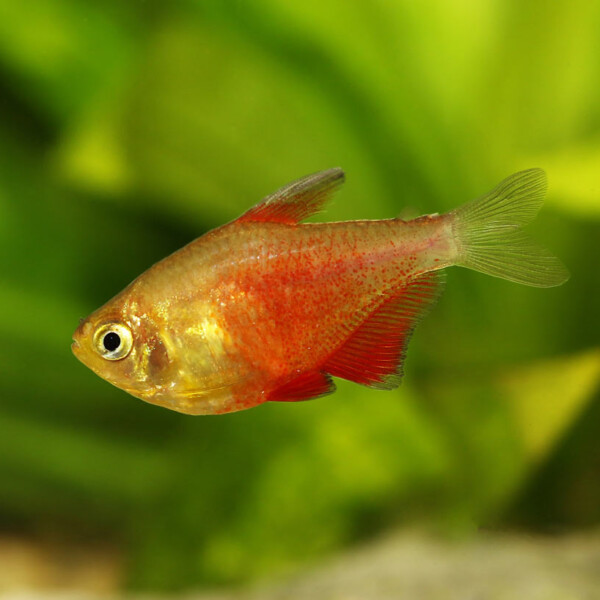 Hyphessobrycon flammeus
