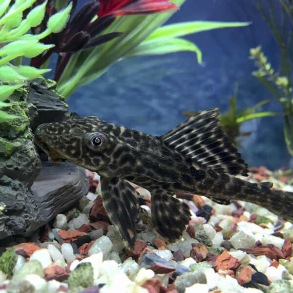 Hypostomus-plecostomus