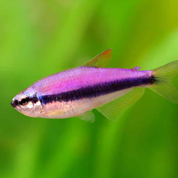 Inpaichthys kerry