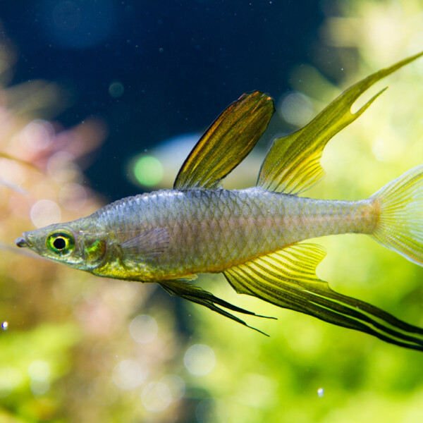 Iriatherina werneri