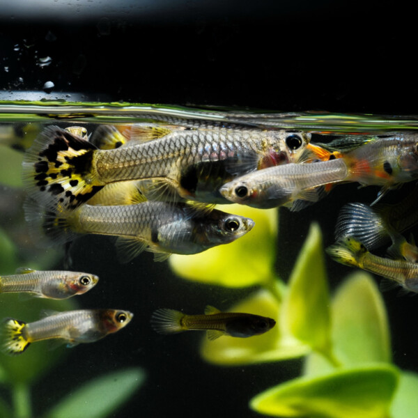 Leb-reticulatus-female