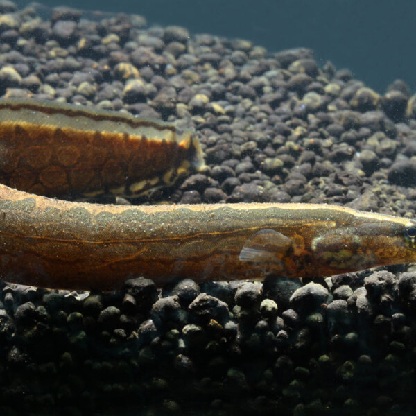 Mastacembelus armatus