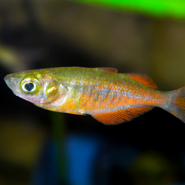 Melanotaenia-parkinsoni