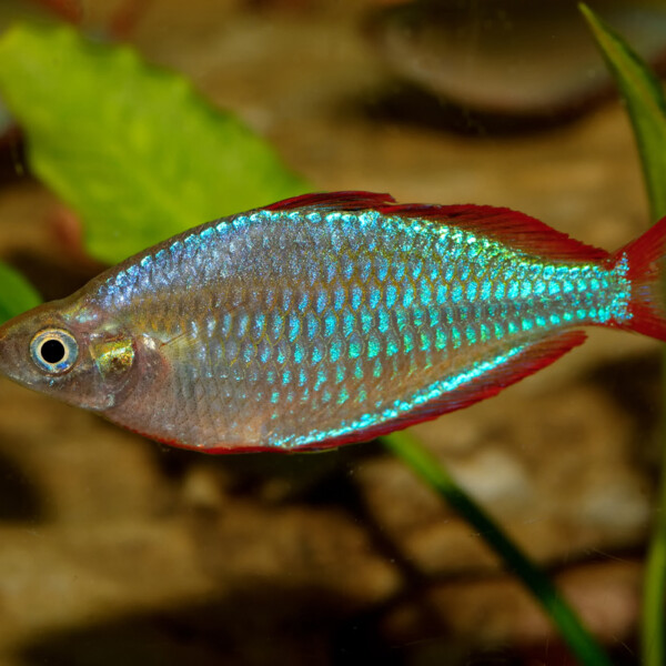 Melanotaenia-praecox