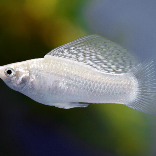 Mollienes-velifera-silver-witte-zeilvin-molly