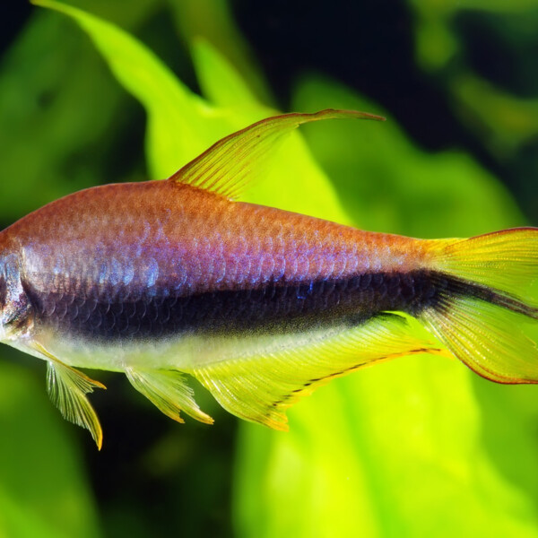 Nematobrycon-palmeri-keizertetra