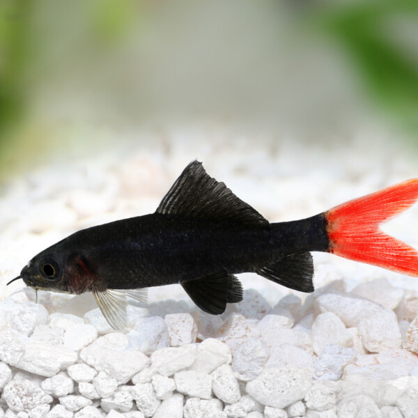 Otocinclus-arnoldi