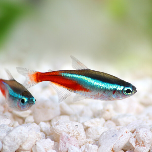 Paracheirodon-inessi-neon-tetra
