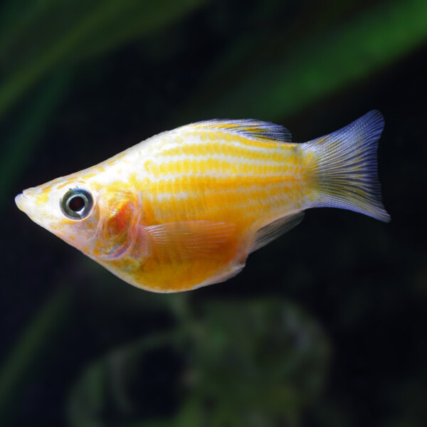Poecilia-Sphenops-baloon-gold-golden-balloon-molly