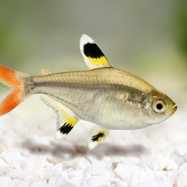 Pristella-maxillaris-gold