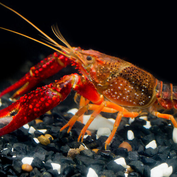 Procambarus clarkii