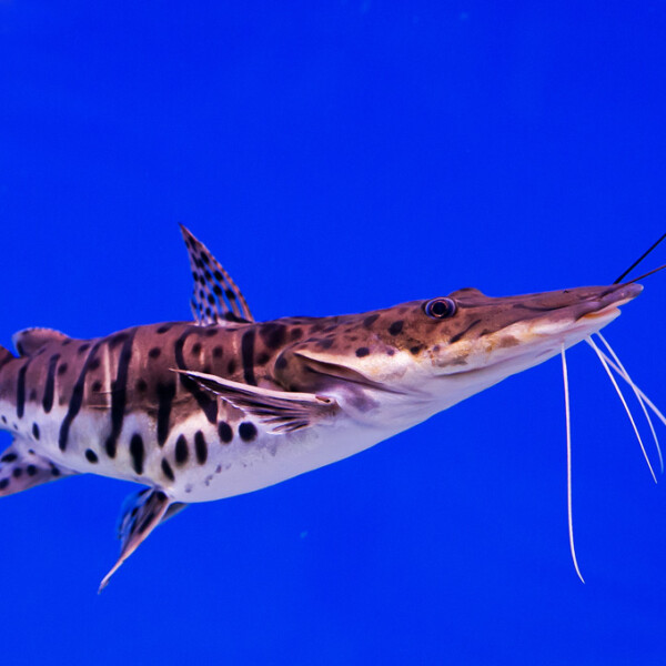Pseudoplatystom-fasciatum-shovelnose