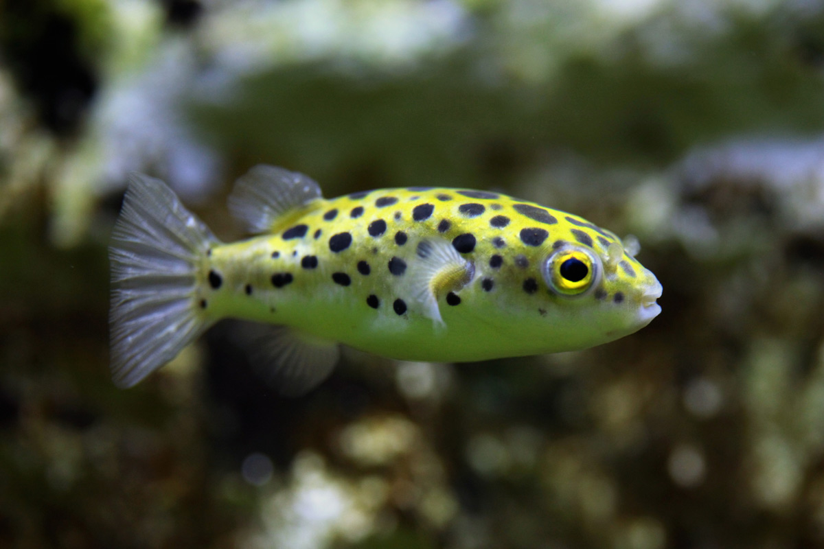 flesh water puffer fish flesh water puffer fish