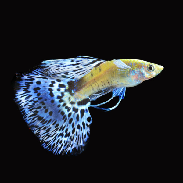 Blue Mosaic Guppy