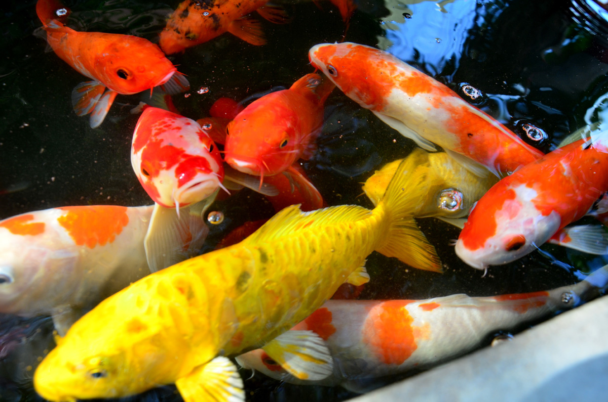 Defecte Dij Behandeling Vijvervissen – Aquarium Neon: vissen, aquaria en toebehoren