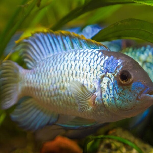 Nannacara Anomala