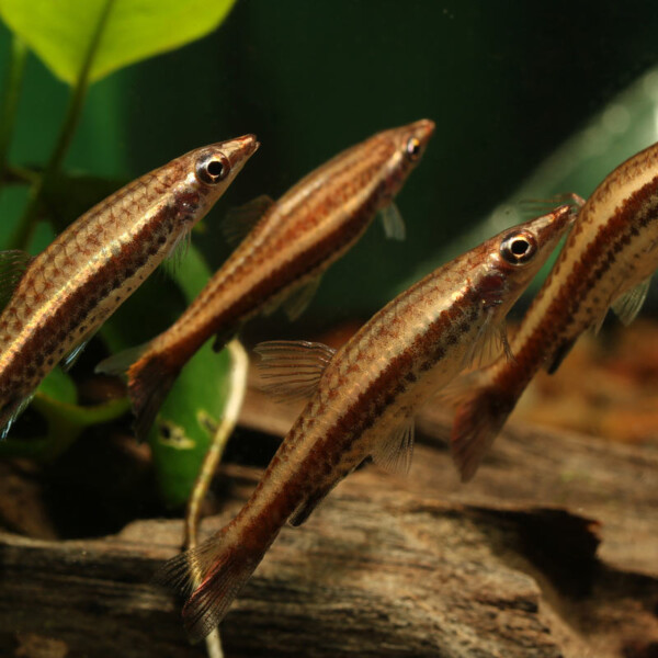 Nannostomus eques