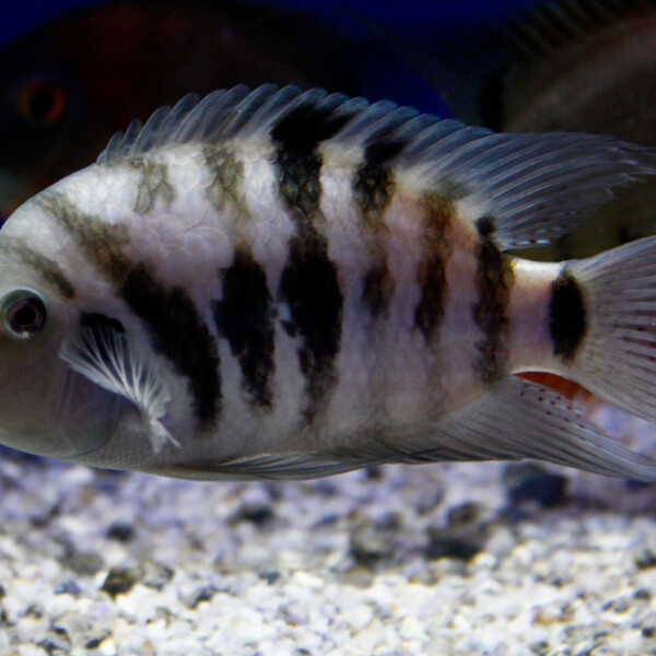Cichlasoma nigrofasciatum