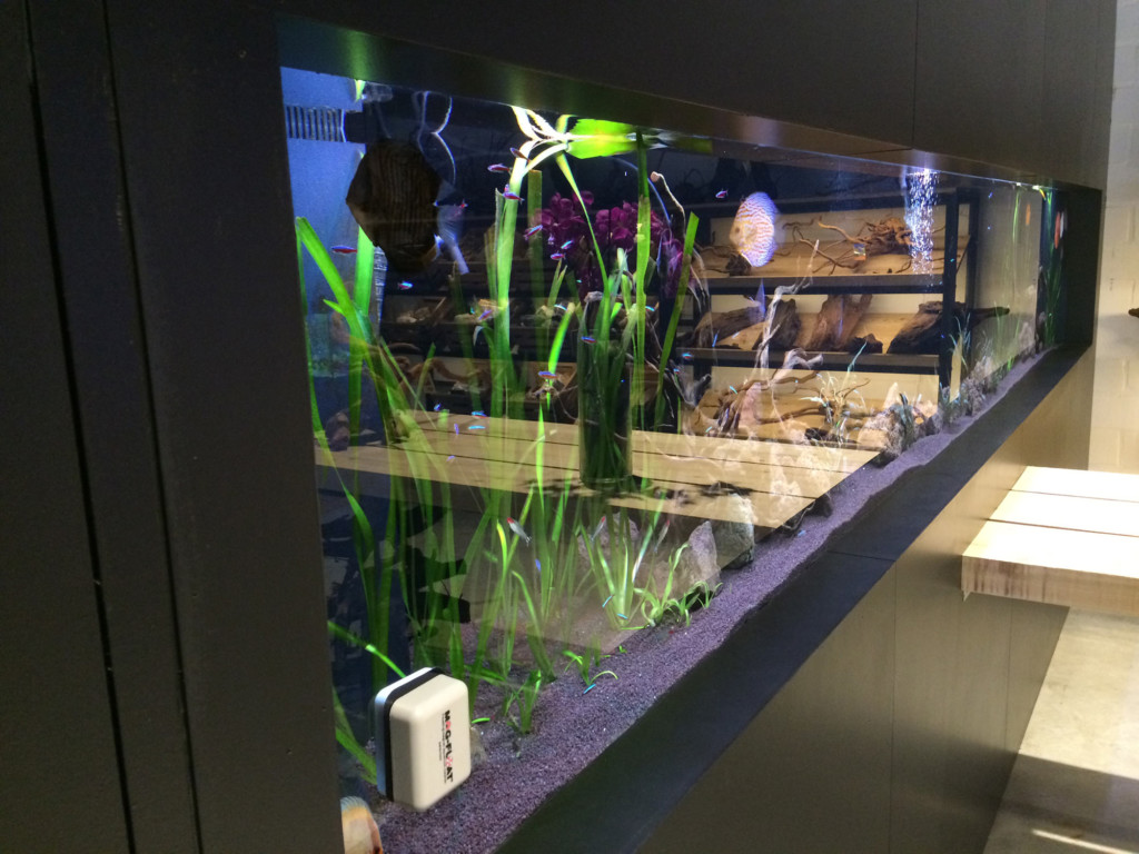 Aquarium Neon: onze winkel te lochristi