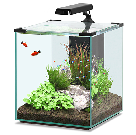 Nano Cube aquarium