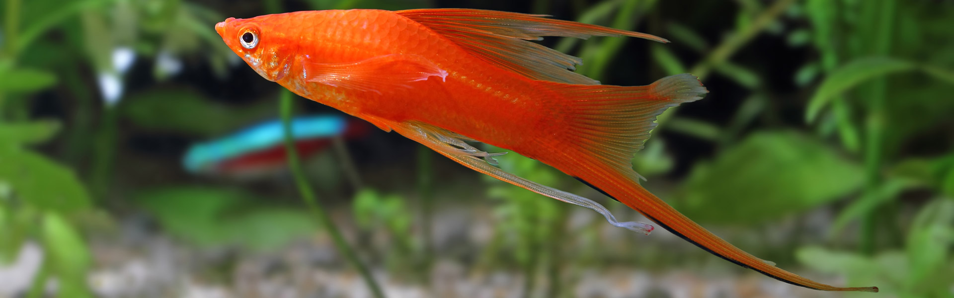 Aquarium Neon planten, alles voor uw aquarium zoetwatervissen