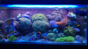 Poll mooiste aquarium - aquarium Neon