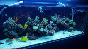 Poll mooiste aquarium - aquarium Neon
