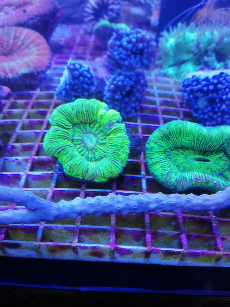 koralen