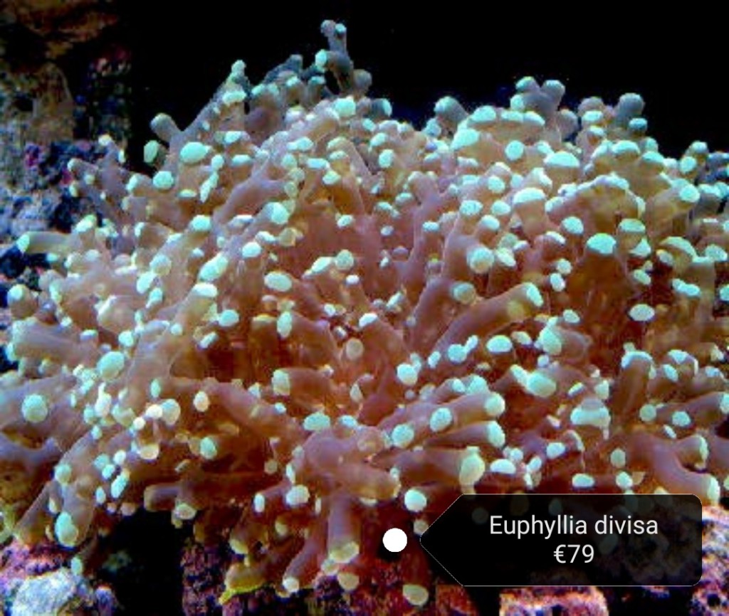 Euphilia divisa koralen
