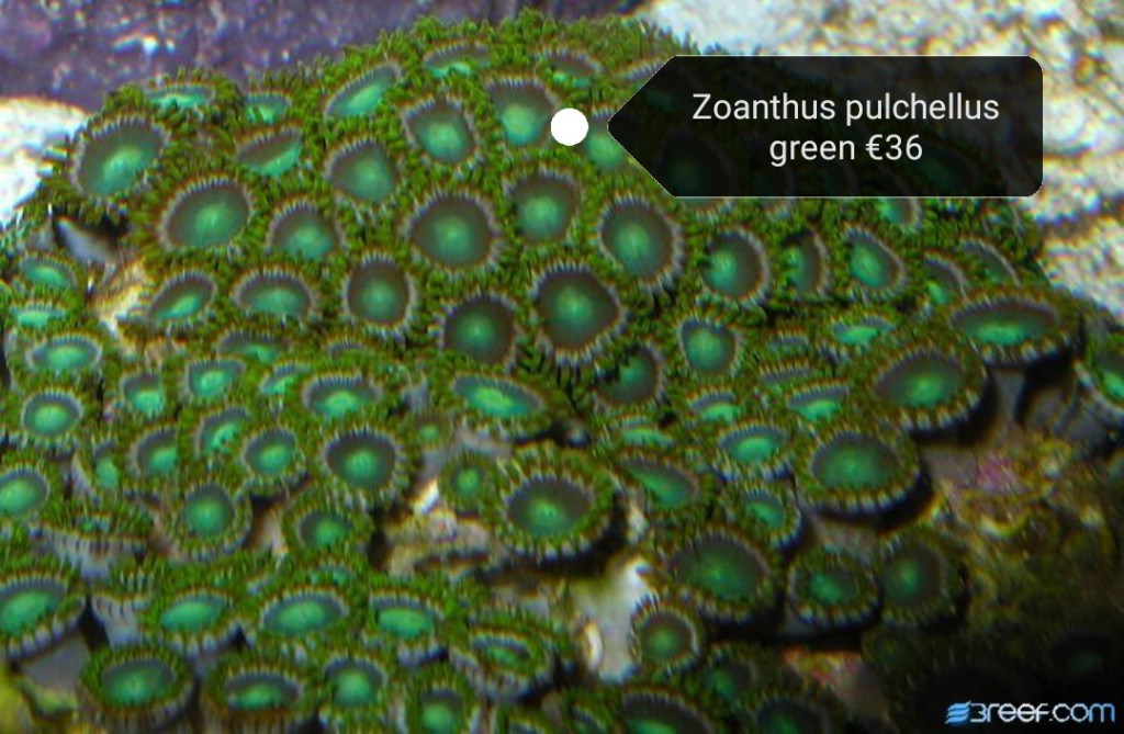 Zoanthus koralen