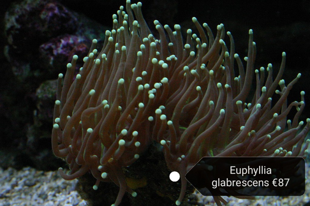 Euphilia koralen