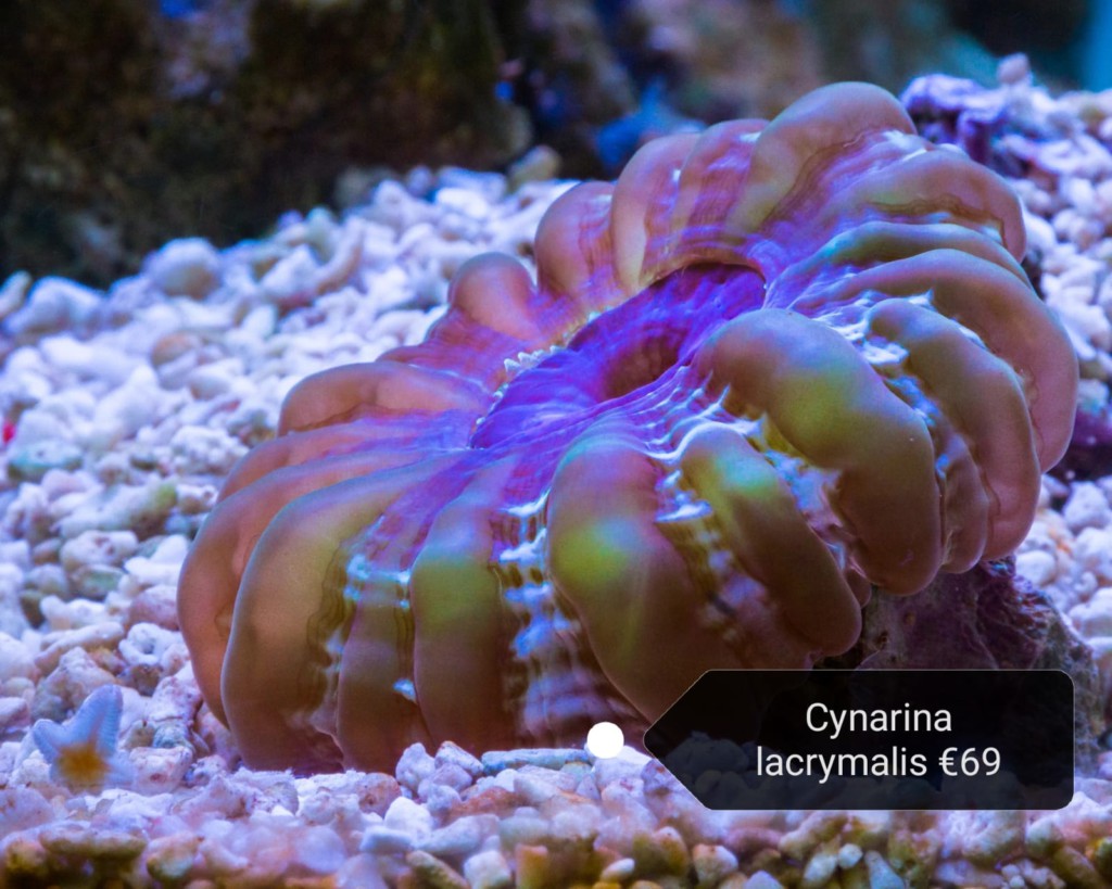 Cynarina koralen