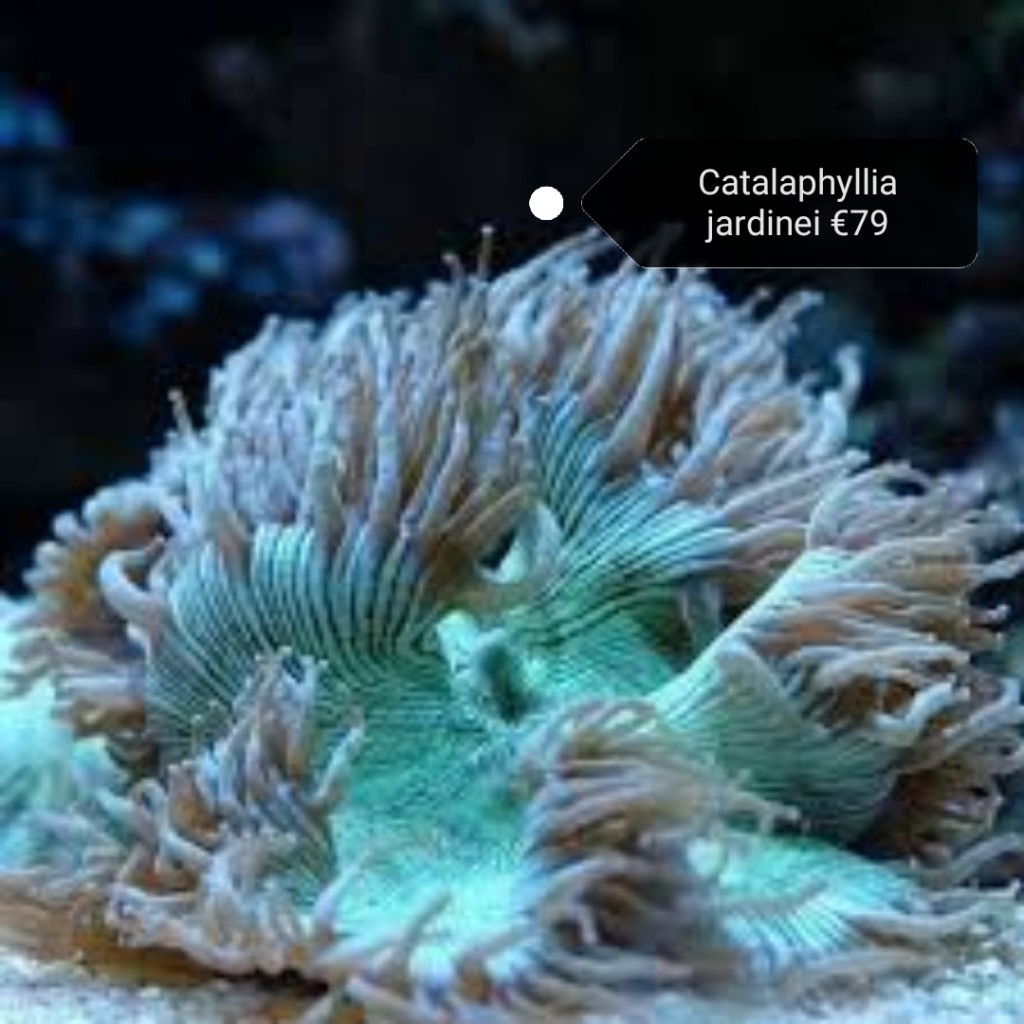 Catalaphylia koralen