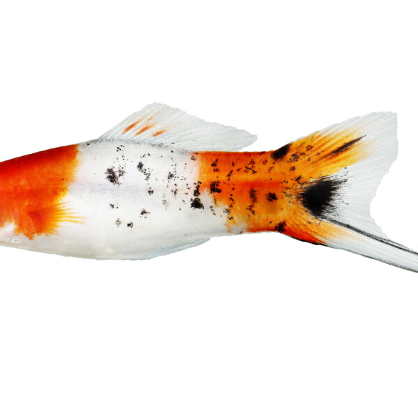 Zwaarddrager koi