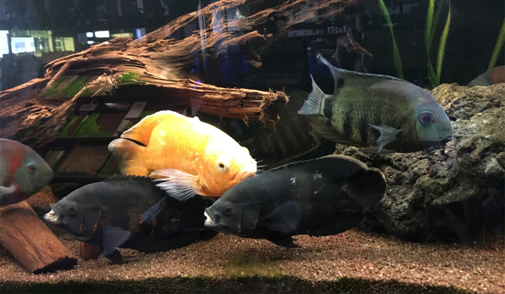 showroomaquarium2 Showroomaquarium Neon