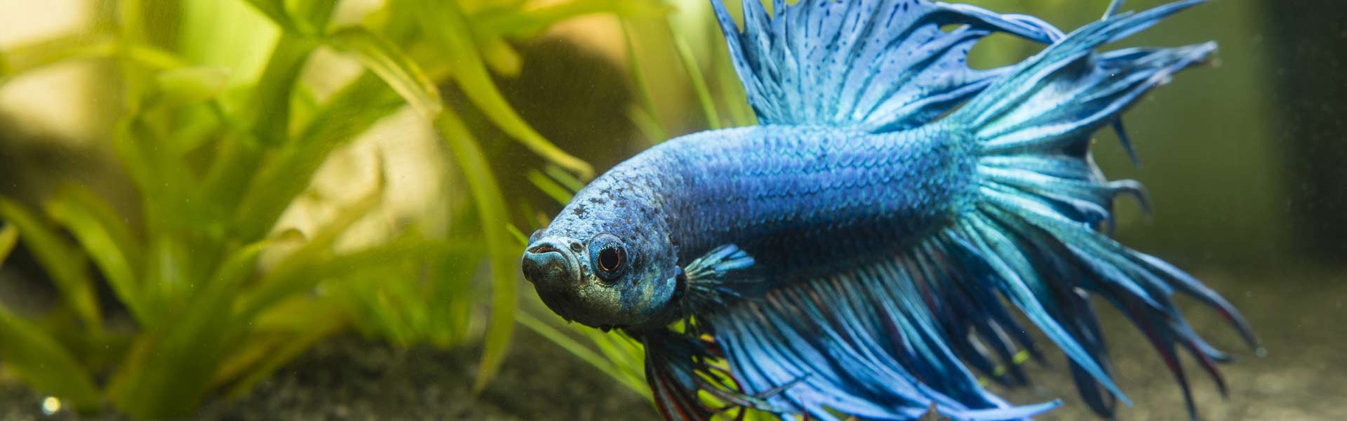 Eerbetoon account zonne Zoetwatervissen – Aquarium Neon: vissen, aquaria en toebehoren